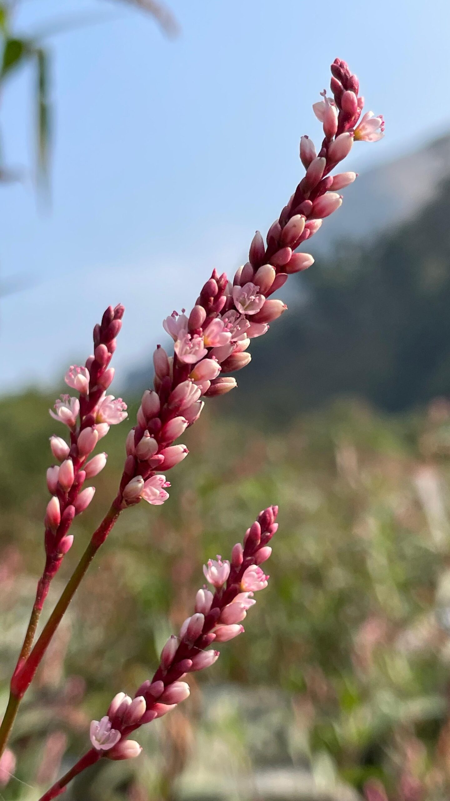 WhatsApp Image 2024-11-22 at 09.17.27